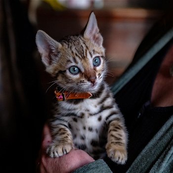 Bengaalse kittens beschikbaar - 0