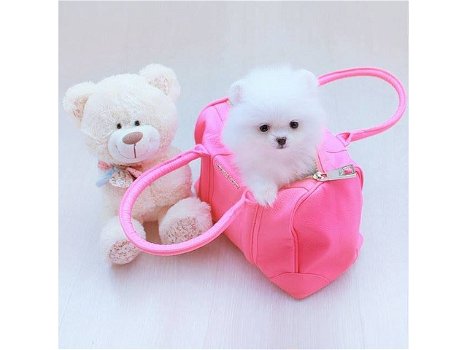 Lovely Pomeranian pups te koop - 0