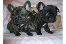 Twee Franse Blaue Bulldog Pups