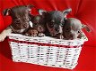 Schattige Chihuahua Pups Beschikbaar. - 0 - Thumbnail