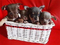 Schattige Chihuahua Pups Beschikbaar.