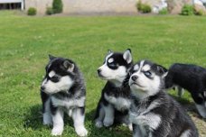 Twee Mooie Siberische Husky pups