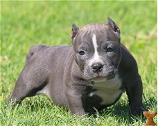  Supermooie pitbull terrier pups!