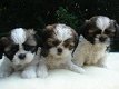 Mooie Shih Tzu Puppies - 0 - Thumbnail