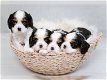 Cavalier King Charles-puppy's. - 0 - Thumbnail
