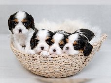 Cavalier King Charles-puppy's.