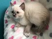 Mooie Ragdoll kittens te koop - 0 - Thumbnail