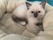 Mooie Ragdoll kittens te koop - 1 - Thumbnail