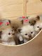 Leuke Ragdoll-kittens beschikbaar - 0 - Thumbnail