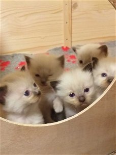 Leuke Ragdoll-kittens beschikbaar