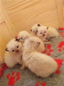 Leuke Ragdoll-kittens beschikbaar - 1