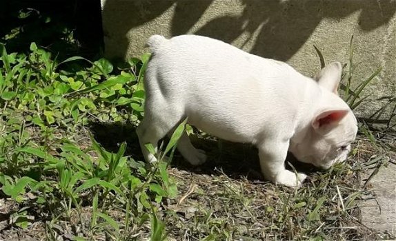 Mooie franse bulldog pups - 0