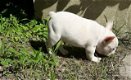 Mooie franse bulldog pups - 0 - Thumbnail