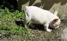 Mooie franse bulldog pups