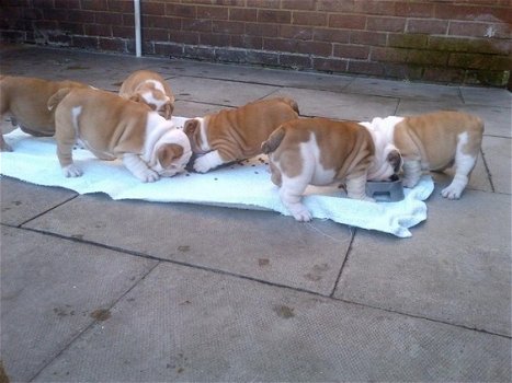 Engelse bulldog pups - 0