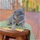 AKC Franse Bulldog-pups voor adoptie - 0 - Thumbnail
