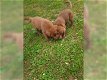 Zwarte Labrador pup (reu, ouders aanwezig) - 0 - Thumbnail