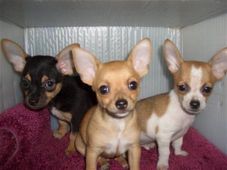 Chihuahua pups te koop - 0