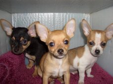 Chihuahua pups te koop