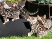 Prachtige Bengaalse kittens - 0 - Thumbnail