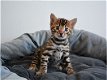 Prachtige Bengaalse kittens - 0 - Thumbnail