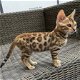 Gratis katten en kittens - 0 - Thumbnail