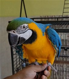 4 schommel / blauwe/gouden papegaaien (godssonchilleman@gmail.com)