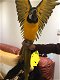 4 schommel / blauwe/gouden papegaaien (godssonchilleman@gmail.com) - 1 - Thumbnail