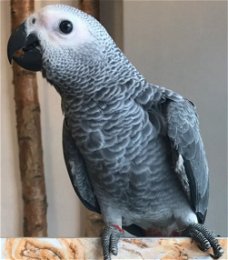 5 Afrikaanse grijze papegaaien