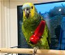 6 Amazone papegaaien - 0 - Thumbnail