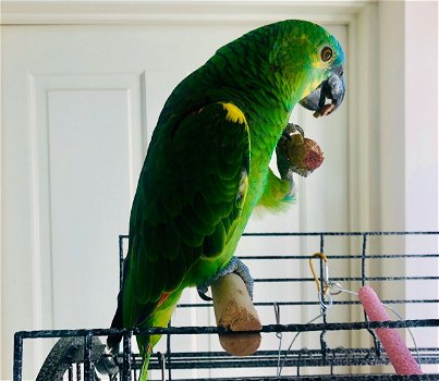 6 Amazone papegaaien - 1