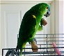 6 Amazone papegaaien - 1 - Thumbnail