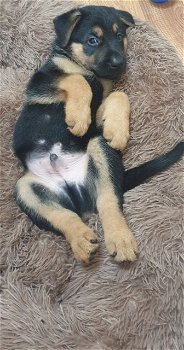 ** 11 weken geweldige / Duitse herder pups ** - 0