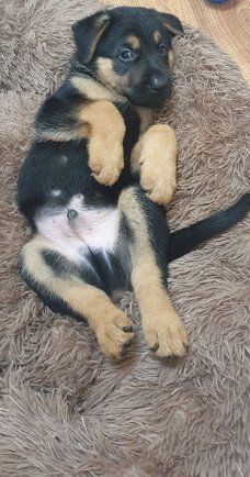 ** 11 weken geweldige / Duitse herder pups **