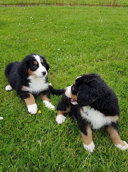 Driekleurige ogen Berner Sennen honden - 0