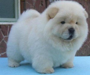 Mooie Chow Chow Pups - 0