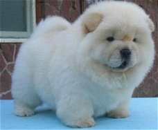 Mooie Chow Chow Pups