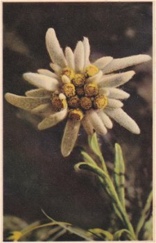 Leontopodium Alpinum ( Edelweiss ) - 0