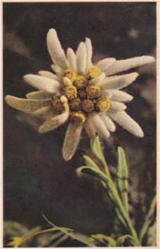 Leontopodium Alpinum ( Edelweiss )