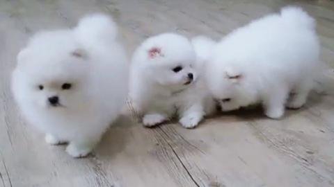 Pomeriaan / dwergkees pups - 0