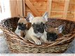 Twee Franse Blaue Bulldog Pups - 0 - Thumbnail