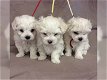 mini maltezer pups - 0 - Thumbnail