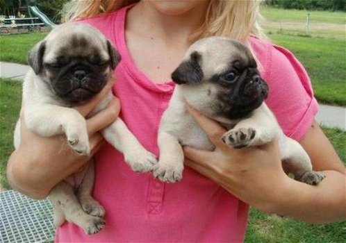 Mooie Mops Puppies - 0