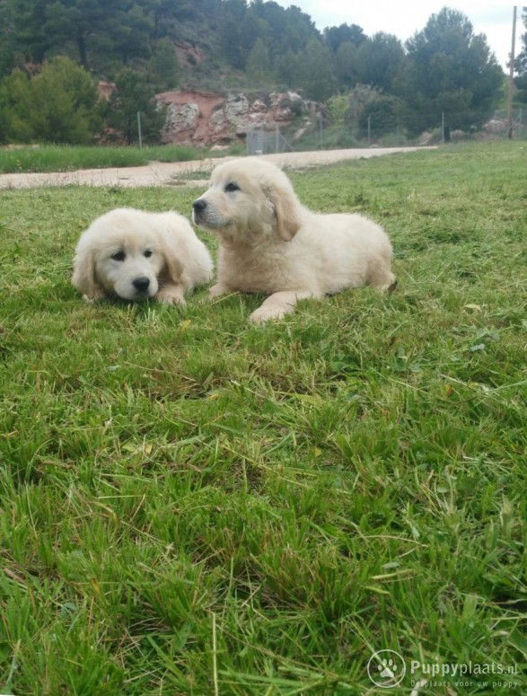 Golden Retriever-puppy's - nr. 1