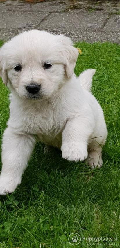 Golden Retriever-puppy's - Afbeelding 2