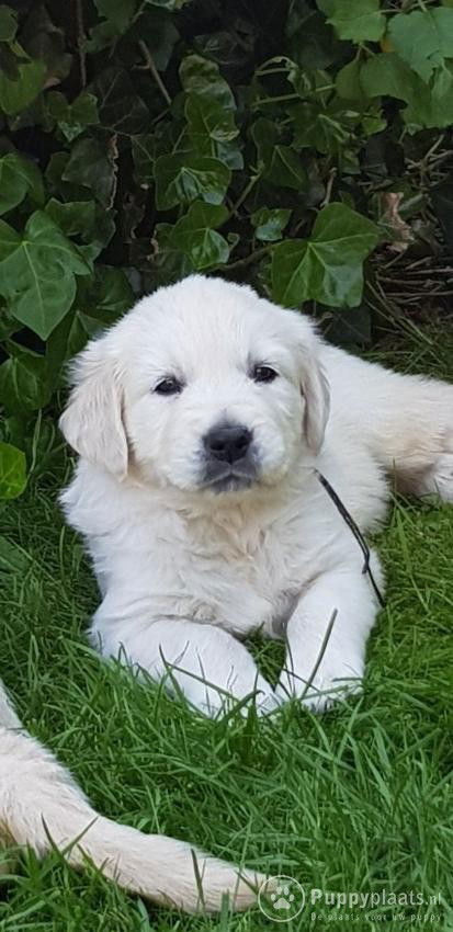 Golden Retriever-puppy's - Afbeelding 3