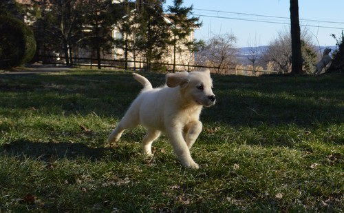 Golden Retriever-puppy's - nr. 1