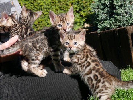 Mannelijke en vrouwelijke Bengaalse kittens hebben een nieuw huis nodig. - 0