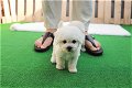 Bichon Frise-puppy's - 0 - Thumbnail