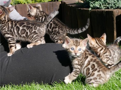 Mannelijke en vrouwelijke Bengaalse kittens hebben een nieuw huis nodig. - 0